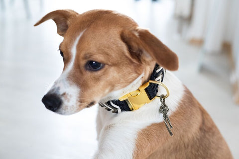 BeautifulGifts - Hundehalsband für kleine und große Hunde geeignet, Paracord "Grafen", auch mit Metall-Klickverschluss Rose / Kunststoff erhältlich
